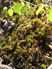 Sphagnum contortum