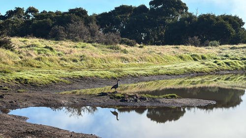 Branta sandvicensis observed 2026-10-06