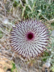 Cirsium occidentale