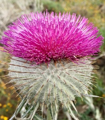 Cirsium occidentale