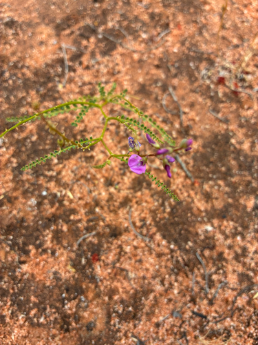 Swainsona microphylla, 2026-10-13