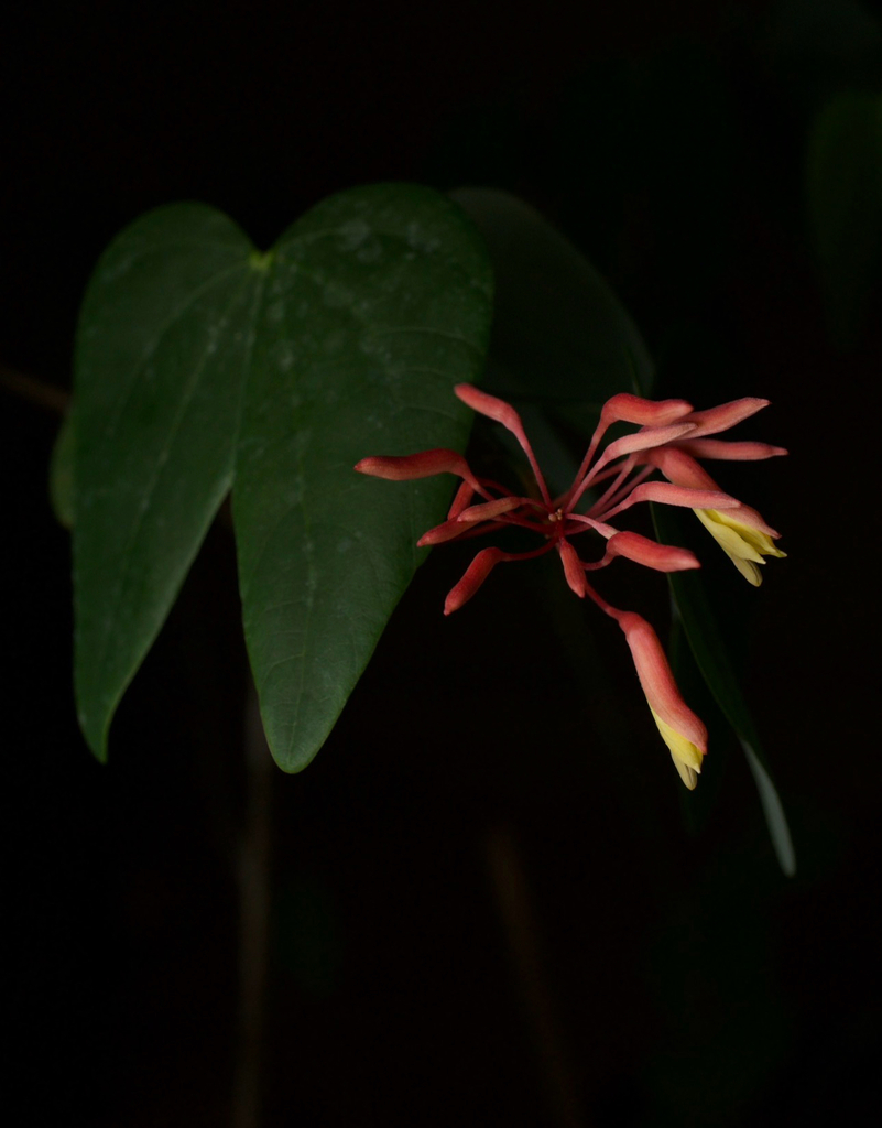 Bauhinia erythrocalyx