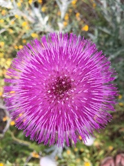 Cirsium occidentale