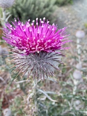 Cirsium occidentale