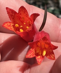 Fritillaria recurva
