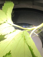 Puccinia aegopodii