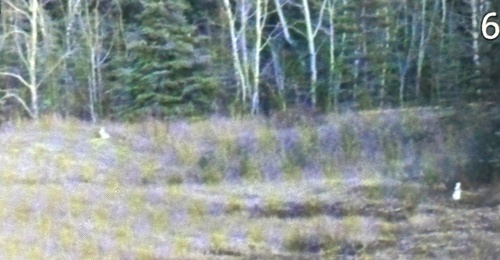 Snowshoe Hare observed by tallard