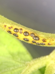 Puccinia aegopodii