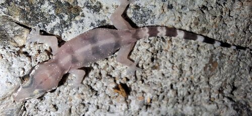 Kandian Half-toed Gecko