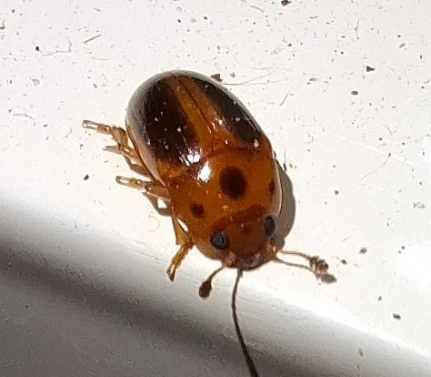 Amblyopus cinctipennis