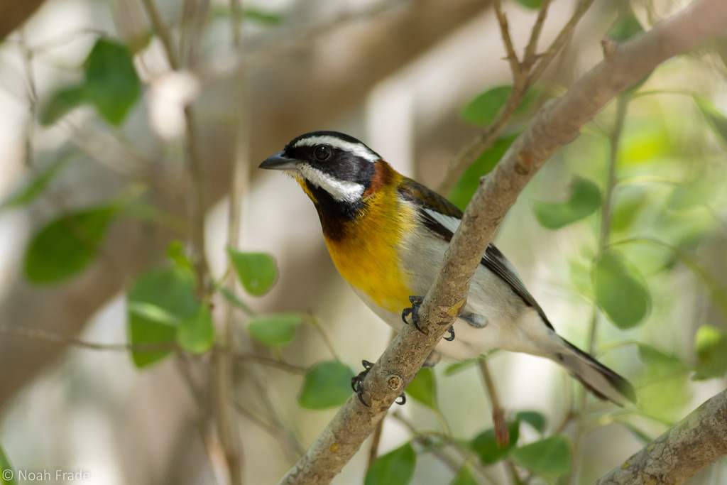 Western Spindalis