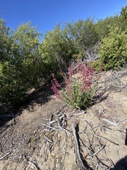 Penstemon clevelandii