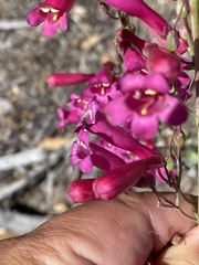 Penstemon clevelandii
