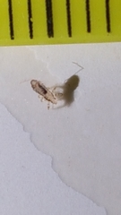 Pediculus humanus capitis