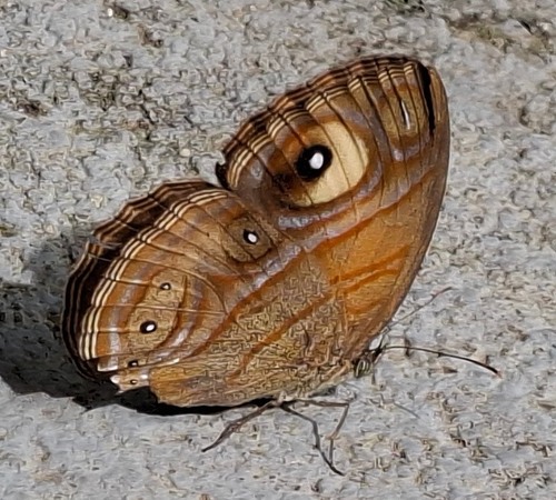 Glad-eye Bushbrown