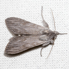 Cucullia intermedia
