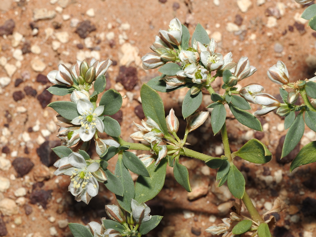 Glinus orygioides