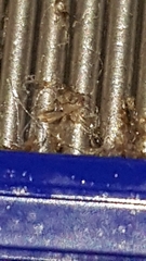 Pediculus humanus capitis