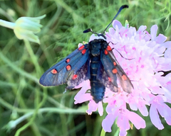 Zygaena lavandulae