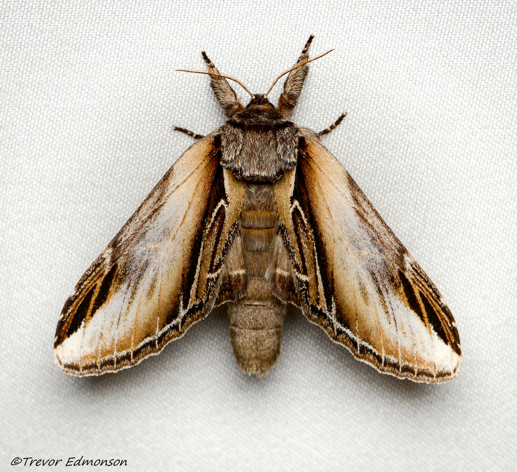 Black-rimmed Prominent