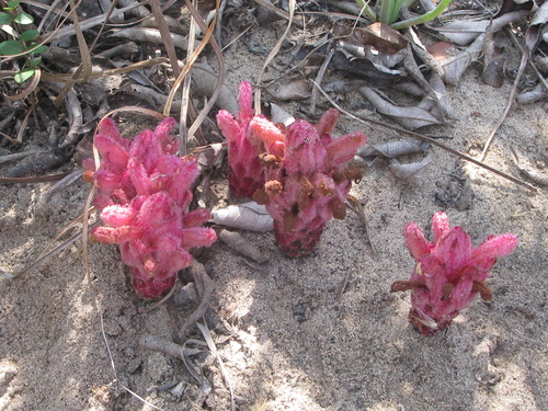 Eastern Catsnails (Hyobanche fulleri)