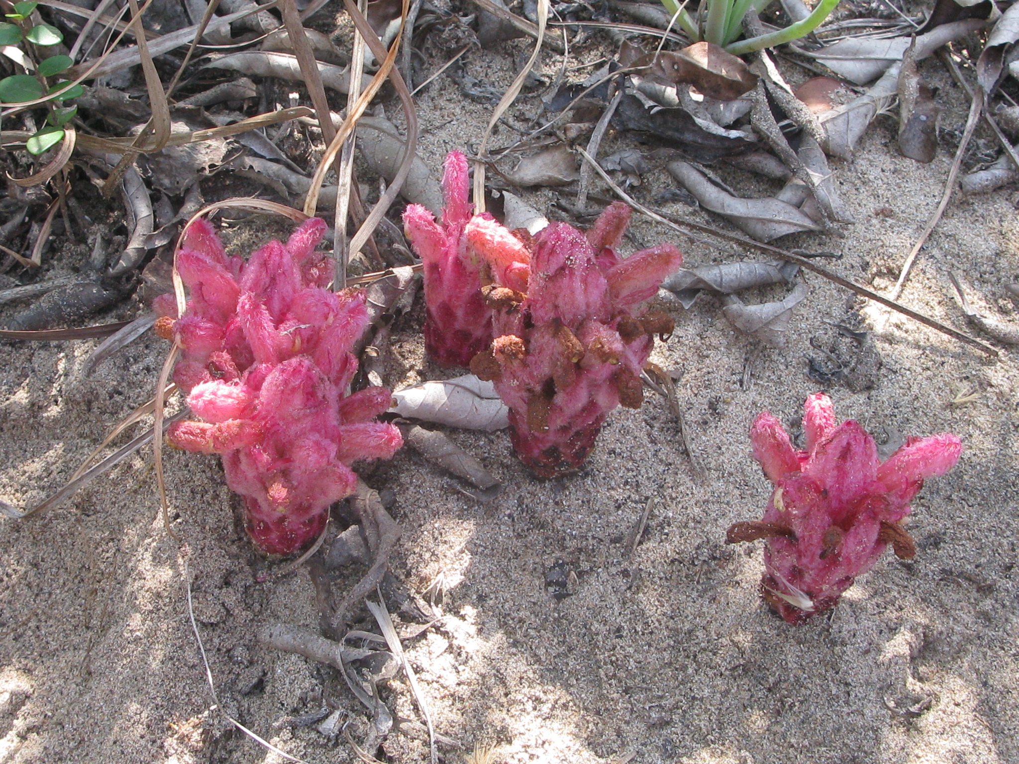 Eastern Catsnails (Hyobanche fulleri)