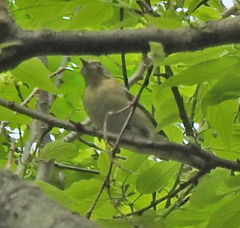 Vireo olivaceus