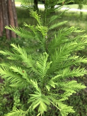 Taxodium distichum