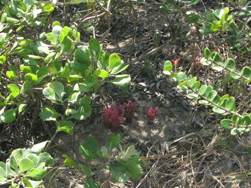 Image of Hyobanche fulleri by (c) Suvarna Parbhoo Mohan, some rights reserved (CC BY-SA)