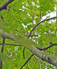 Vireo olivaceus