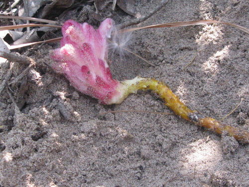 Image of Hyobanche fulleri by (c) Suvarna Parbhoo Mohan, some rights reserved (CC BY-SA)