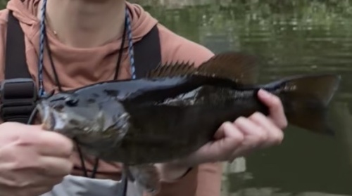 Smallmouth Bass