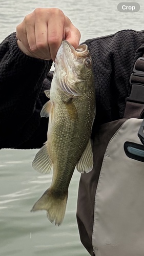 Largemouth Bass