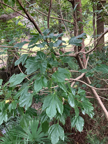 Dendropanax observed 2026-10-14