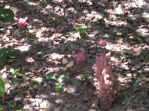 Image of Hyobanche fulleri by (c) Suvarna Parbhoo Mohan, some rights reserved (CC BY-SA)