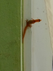 Sphaerodactylus altavelensis