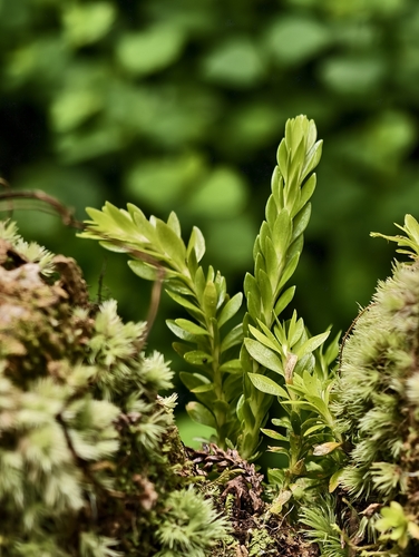Phlegmariurus fordii observed 2026-10-14