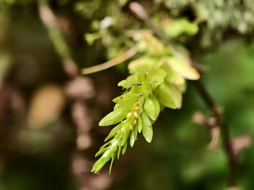 Phlegmariurus fordii observed 2026-10-14