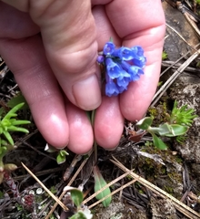 Mertensia oblongifolia