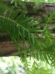 Metasequoia glyptostroboides