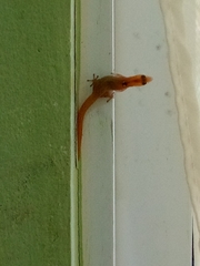 Sphaerodactylus altavelensis