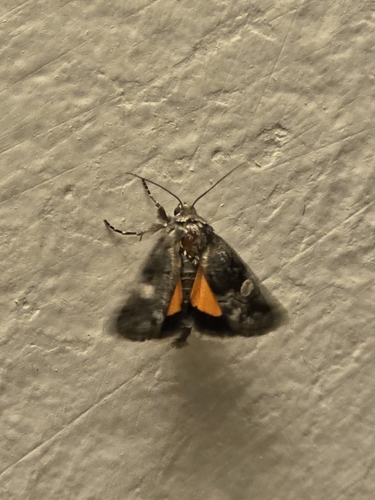 Copanarta aurea