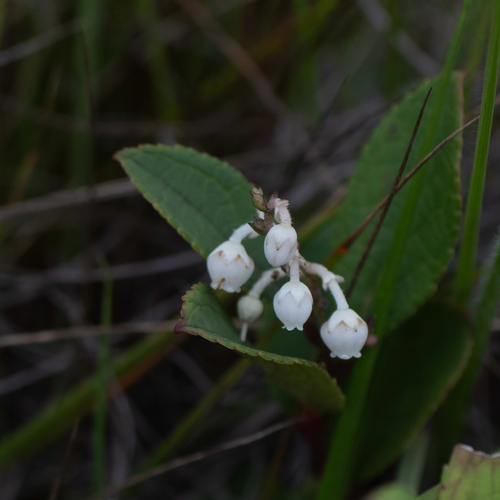 Gaultheria fragrantissima observed 2026-09-29