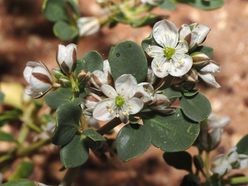 Glinus orygioides (Glinus orygioides)