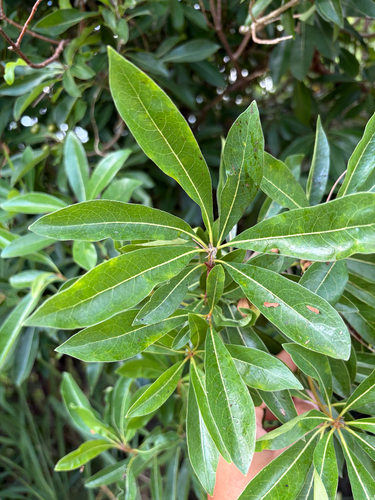 Pittosporum pentandrum observed 2026-10-09