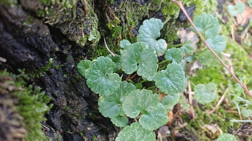 ground-ivy