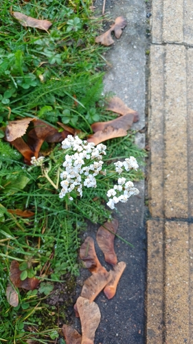 common yarrow