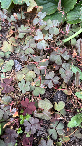 Creeping Woodsorrel