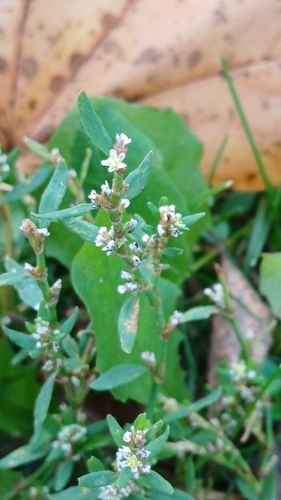 Prostrate Knotweed