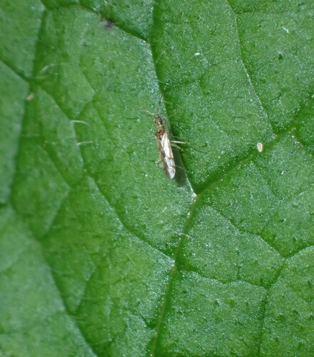 Cyrtopeltis observed 2026-10-04